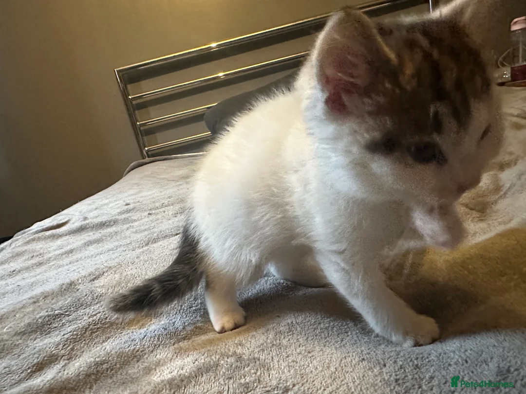 Mixed Breed cats for sale: Playful kitten ready to find a home (9 weeks) - Advert 7
