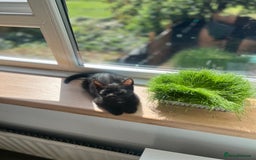 Mixed Breed cats for sale: 3 Female Ghost Tabby’s For Sale - Image 3