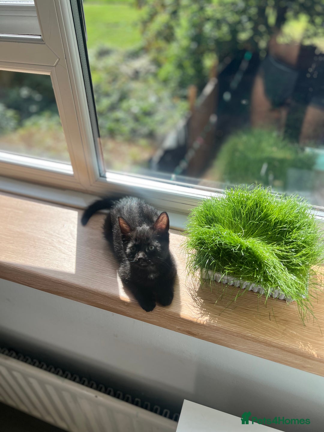 Mixed Breed cats for sale: 3 Female Ghost Tabby’s For Sale - Image 3