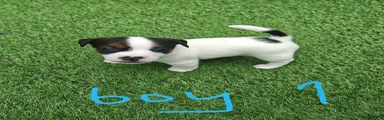 Jack Russell 1
