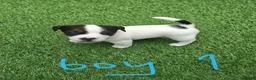 Jack Russell dogs for sale: BEAUTIFUL JACK RUSSELL PUPPIES AVAILABLE - Advert 21