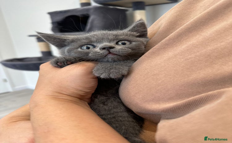 British Shorthair cats - Advert 8