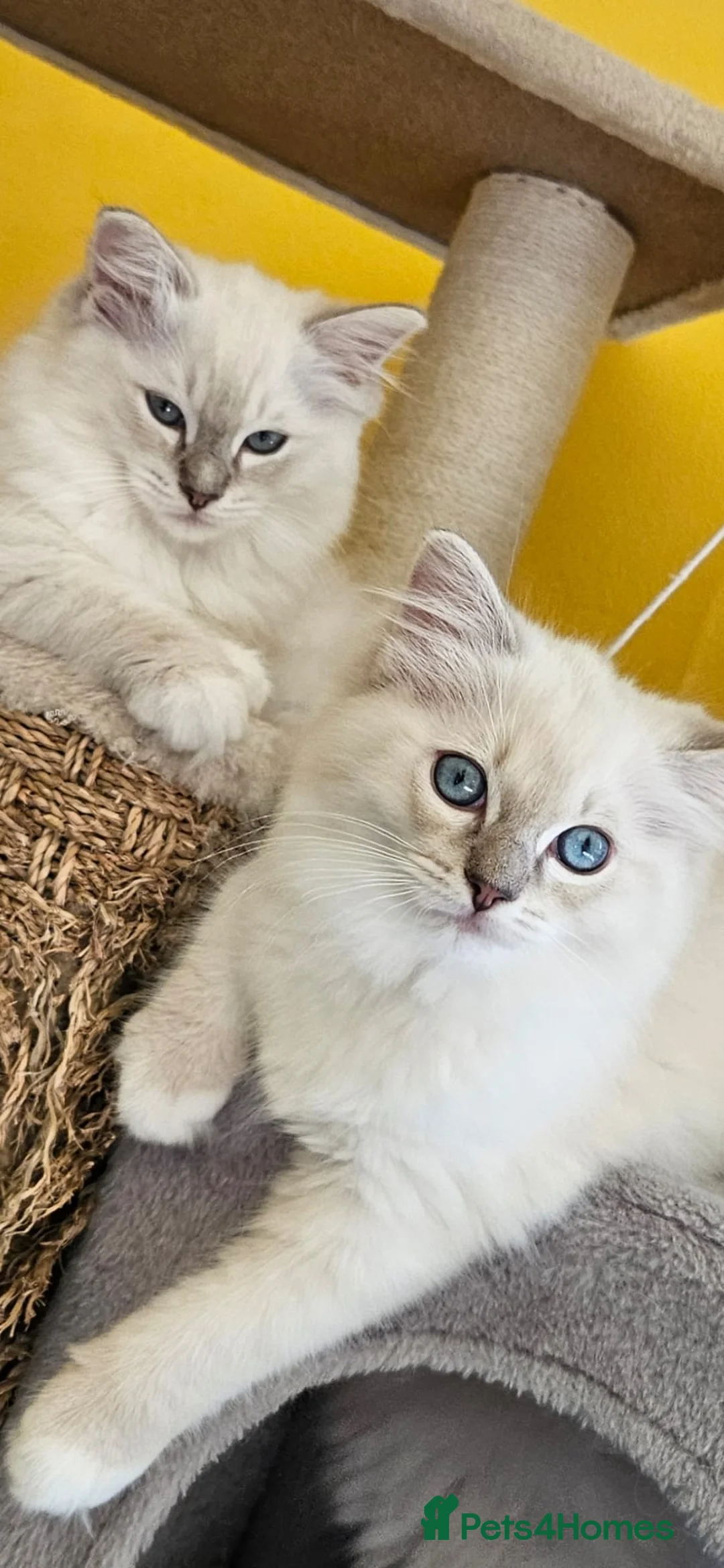 Ragdoll cats for stud: G.Champion✅GCCF/TICA Reg✅FIV/FELV/DNA✅Ragdoll stud in London - Advert 25