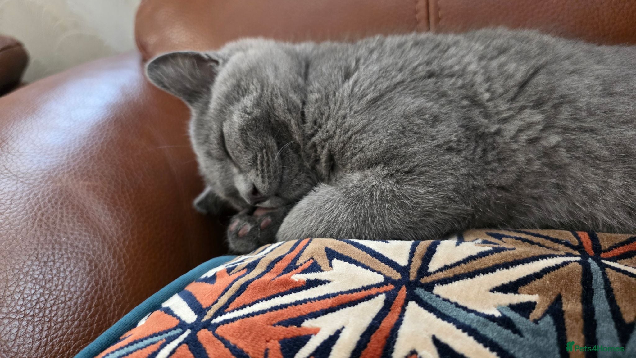 British Shorthair cats CUTE PEDIGREE BSH SHORTHAIR  - Advert 8