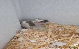 Mouse rodents for sale: Female fancy mice  - Image 3