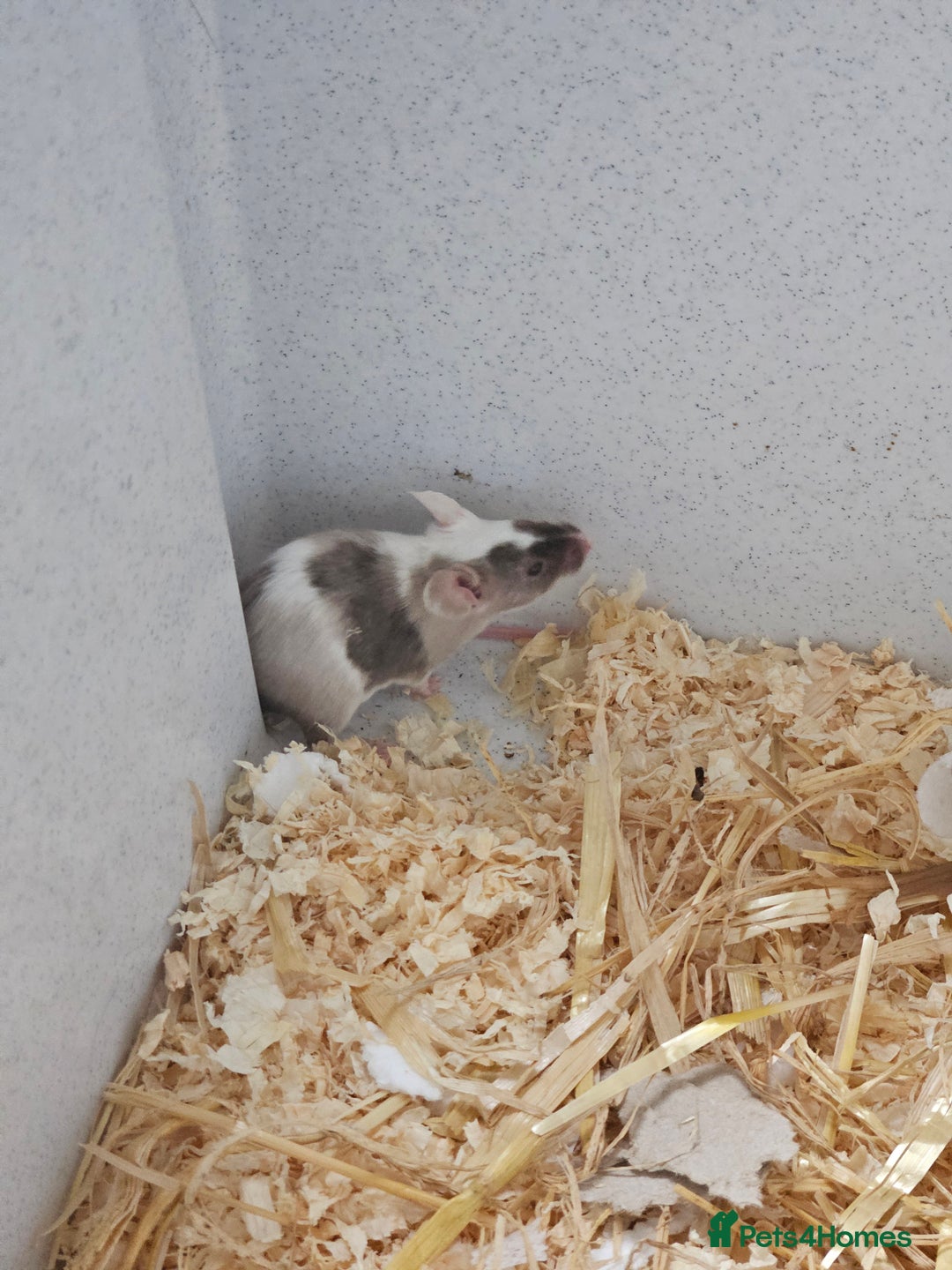 Mouse rodents for sale: Female fancy mice  - Image 3
