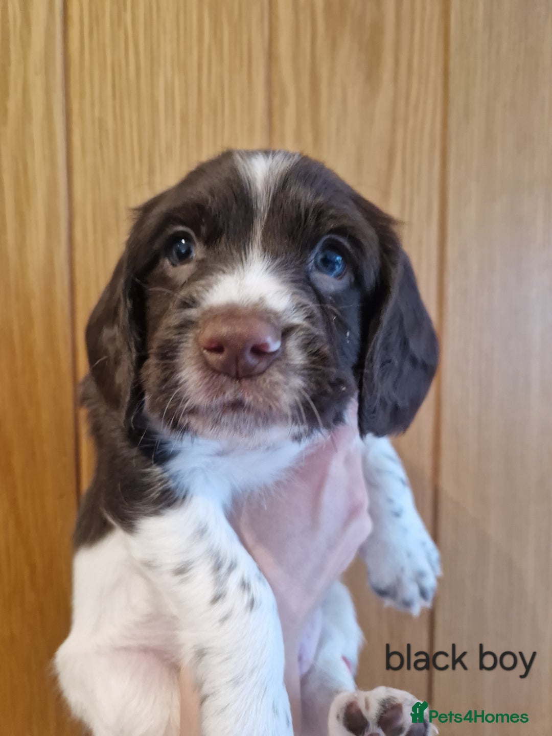 English Springer Spaniel dogs for sale: Stunning English Springer Spaniels  - Advert 12