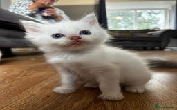 Ragdoll cats for sale: 8 gorgeous ragdoll kitten - Image 10