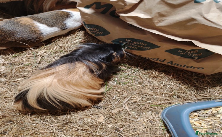 Guinea Pig rodents - Advert 1