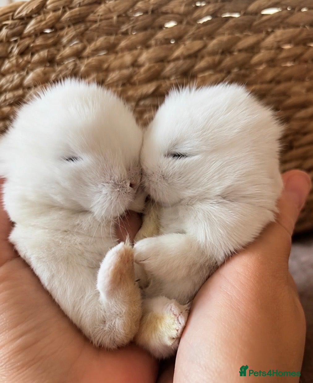 Mini Lop rabbits for sale: Beautiful pure bred mini lops blue eyes  - Advert 2