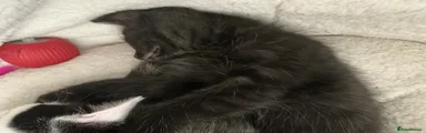 Mixed Breed Kitten 1