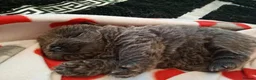 Chow Chow dogs for sale: Chow chow puppies in Worksop - Advert 2