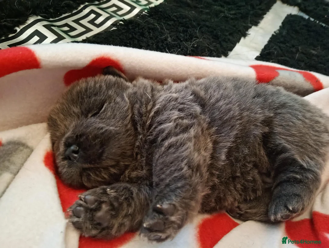 Chow Chow dogs for sale: Chow chow puppies in Worksop - Advert 2