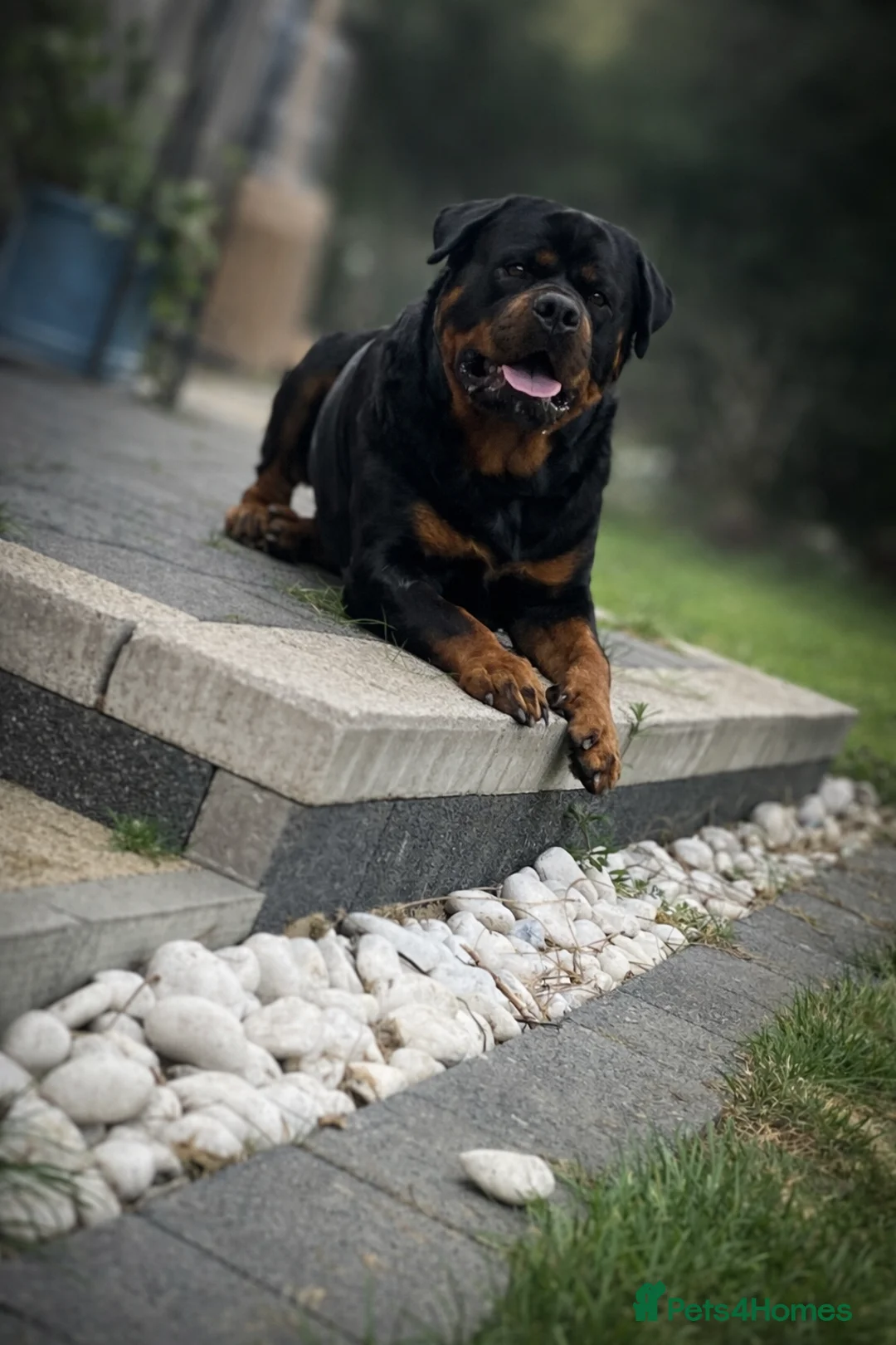 Rottweiler dogs for stud: RKC Registered German Rottweiler Stud Available - Advert 2