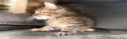 Maine Coon cats for sale: Stunning Maine Coon X Kittens Needing New Homes! - Advert 18