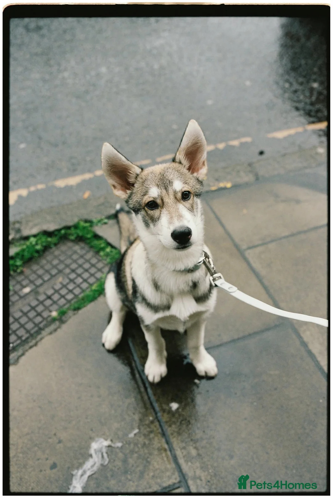 Shepsky dogs for sale: Rehoming a Little Lady - Advert 2
