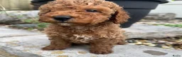 Toy Poodle dogs for sale: Red Genuine Toy Poodle puppies in Ferndown - Advert 2