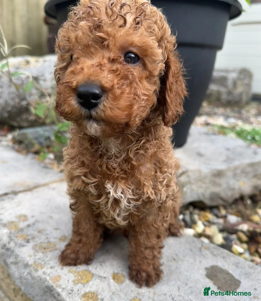 Toy Poodle dogs for sale: Red Genuine Toy Poodle puppies in Ferndown - Advert 2