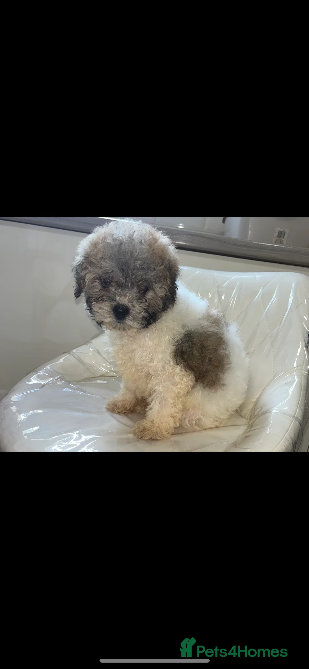 Shihpoo dogs for sale: Shih poo puppy  1 boy left - Advert 2