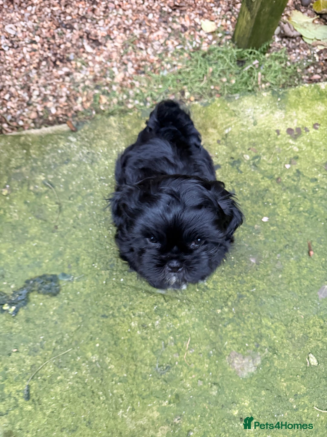 Shih Tzu dogs for sale: Stunning Male Shih Tzu Ready For New Home  - Advert 8