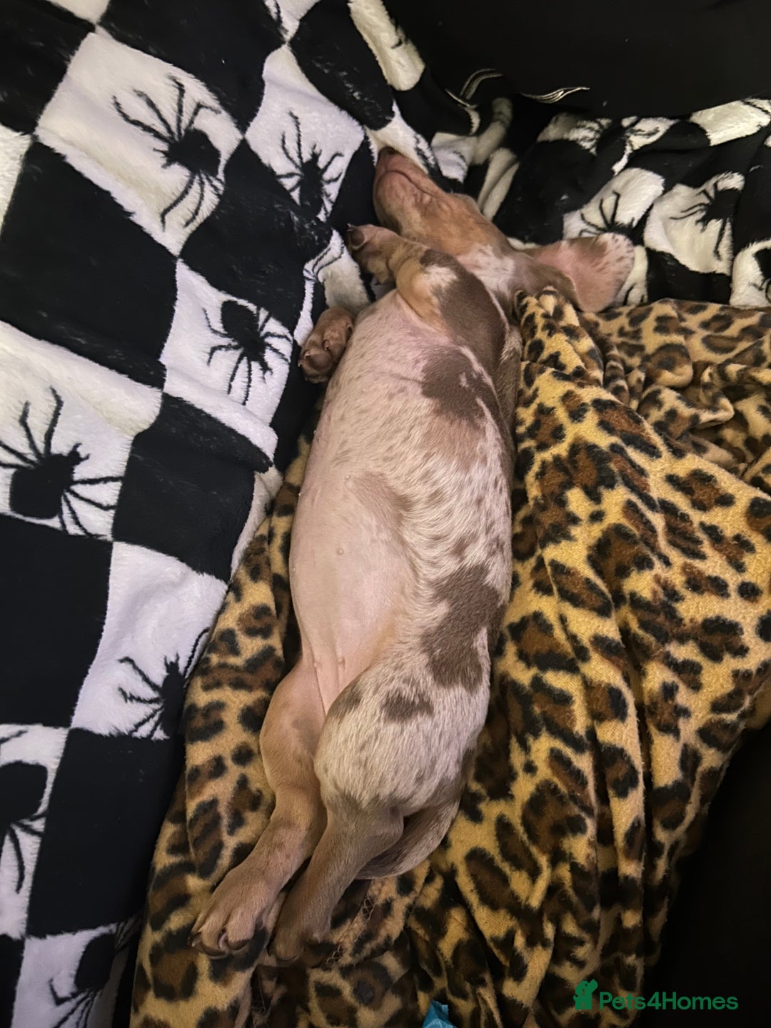 Miniature Dachshund dogs for sale: Silver dapple dachshund  - Advert 10