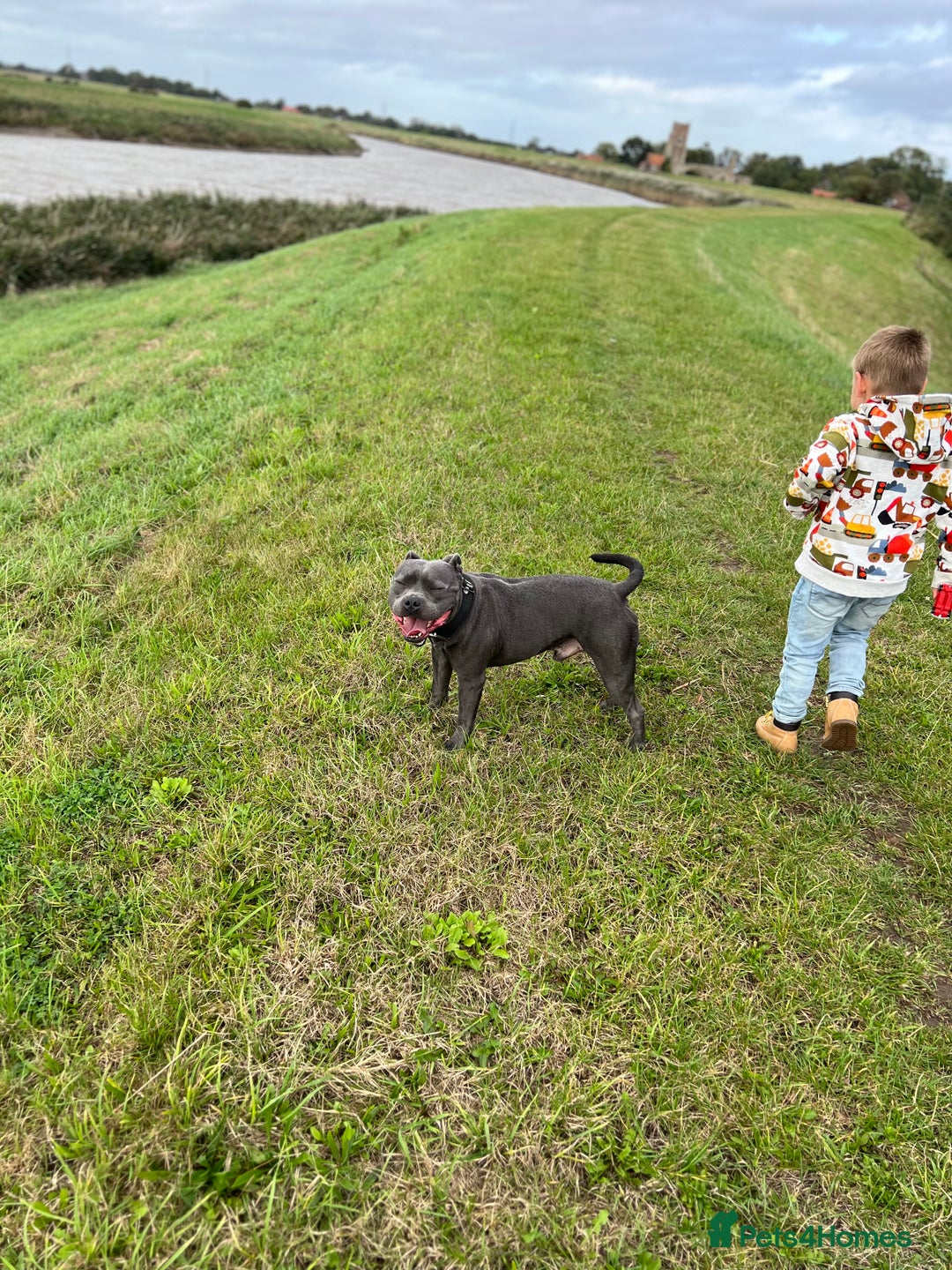 Staffordshire Bull Terrier dogs for sale: KC ⭐️Champion⭐️ bloodline Staffy Ready to leave - Advert 11