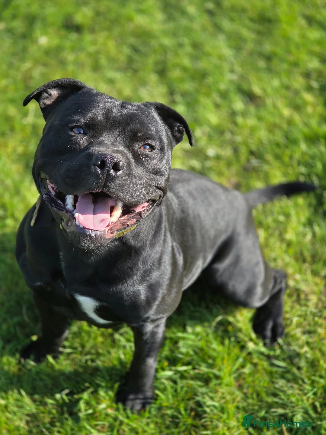 Staffordshire Bull Terrier dogs for stud: Best black stud - Advert 6