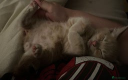 Mixed Breed cats for sale: 3 2 month old TORTIE x BRITISH SHORTHAIR KITTENS - Image 17