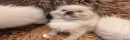 Ragdoll cats for sale: 3 beautiful ragdoll babies! - Advert 9