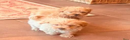 Mixed Breed dogs for sale: RARE STUNNING cute F1 cairn-oodles ❤️🐾 - Advert 7
