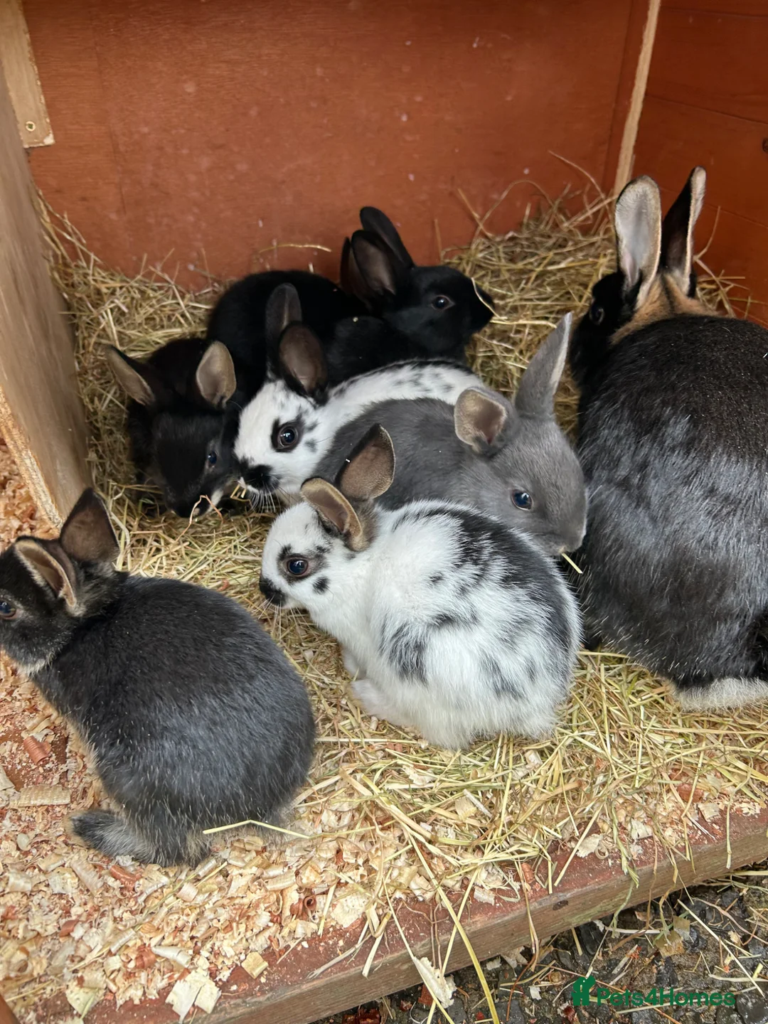 Mixed Breed rabbits for sale: Mini English Rex bunnies - Advert 2
