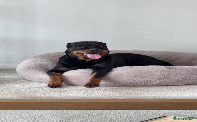 Rottweiler dogs - Advert 1