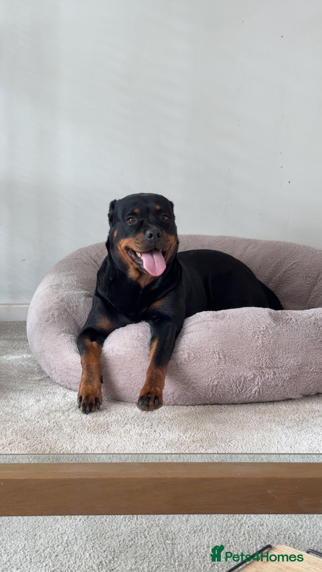 Rottweiler dogs for sale: Rottweiler girl for rehome - Image 1