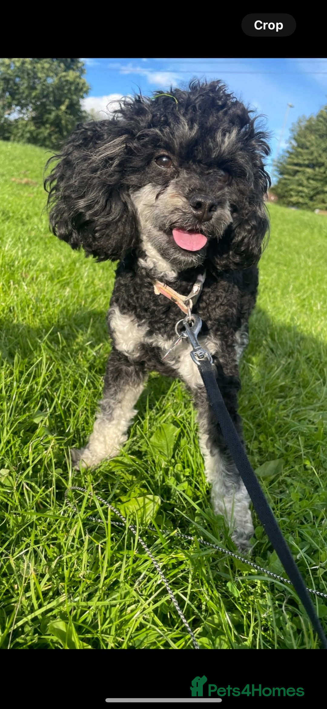 Toy Poodle dogs for sale: Waiting list for Kc toy poodles health tested - Image 6