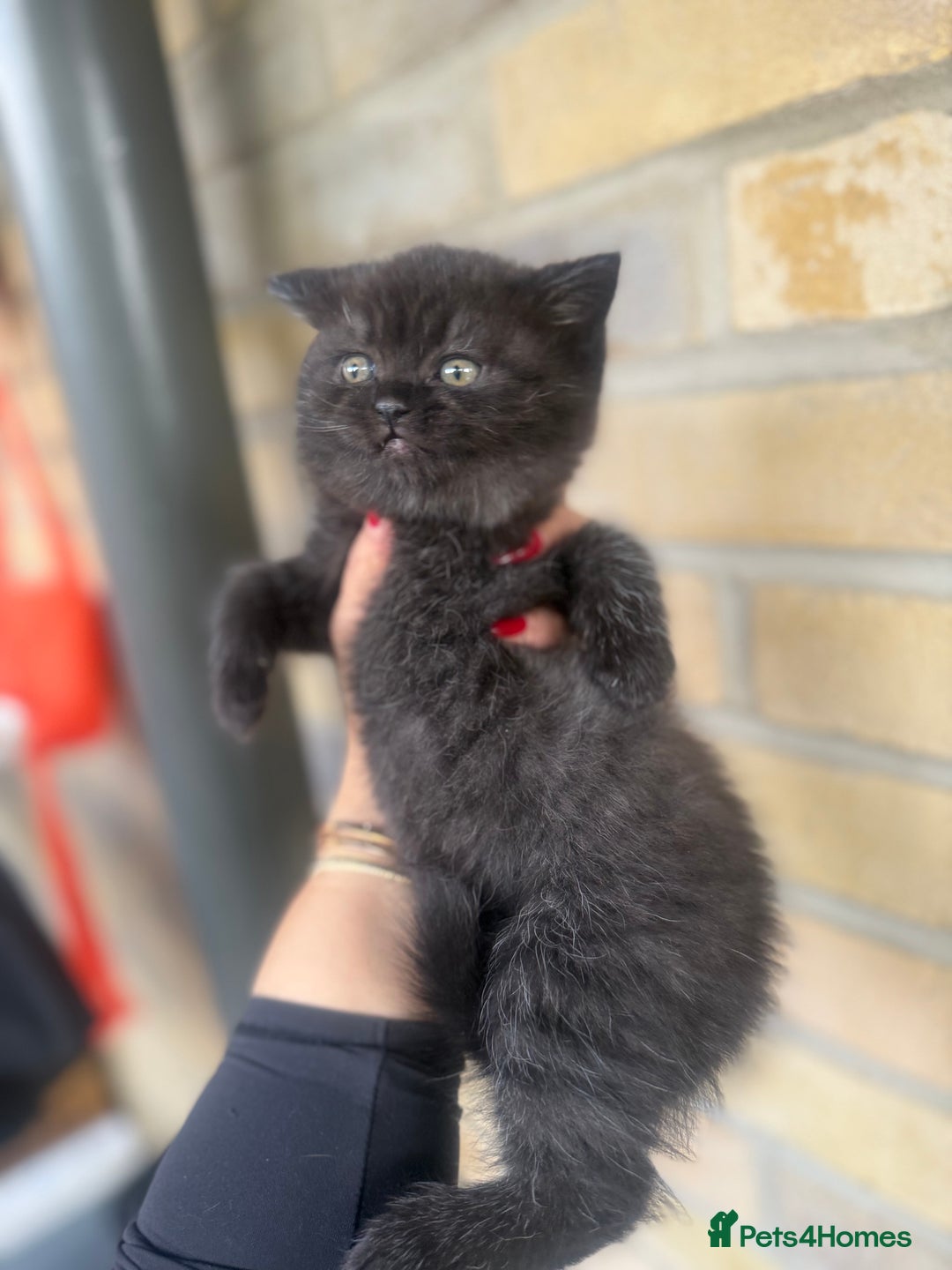 British Shorthair cats for sale: British rainbow shorthair kittens - Image 4