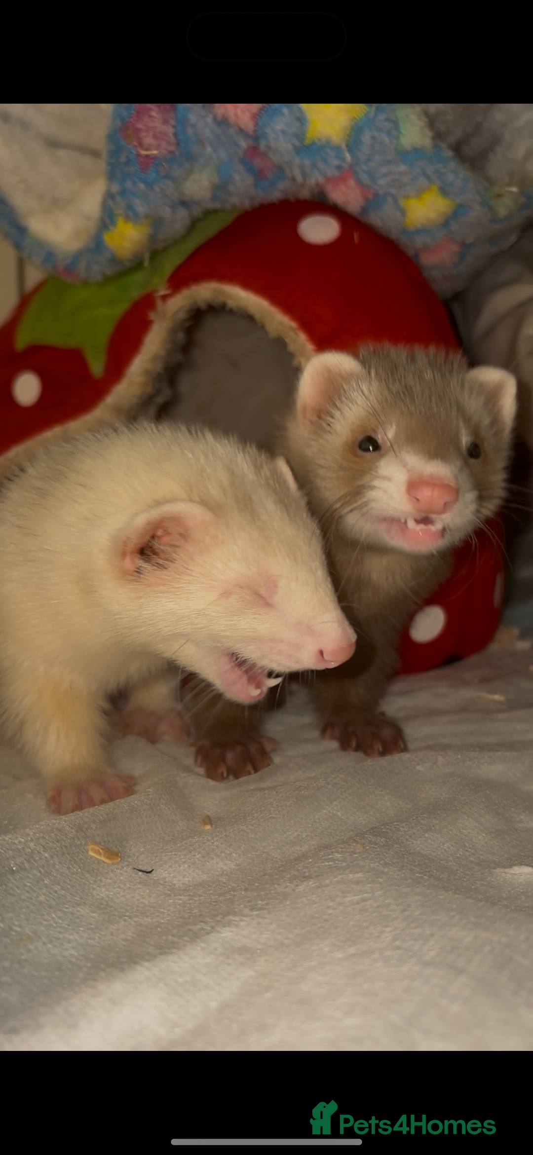 Ferret rodents for sale: 2 Ferret Jills 4 months old  - Advert 2