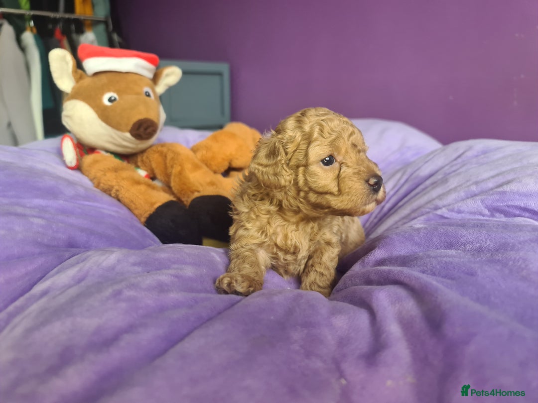 Toy Poodle dogs for sale: Mini TOY POODLES Last one boy available - Advert 4