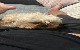 Cavapoochon dogs for sale: Stunning cavapoochon puppies  - Image 15