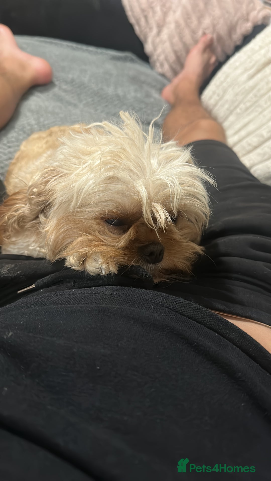 Cavapoochon dogs for sale: Stunning cavapoochon puppies  - Image 15