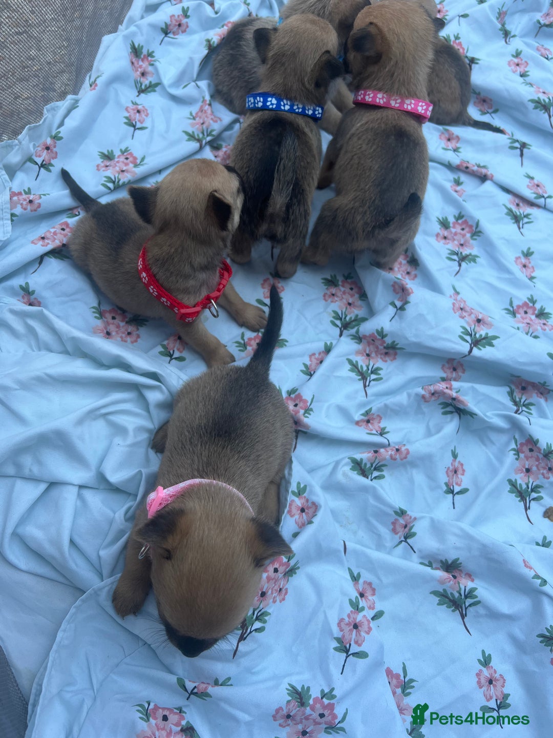 Mixed Breed dogs for sale: Pomeranian x jack russel puppies  - Image 7