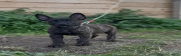 Belgian Shepherd Dog dogs for sale: Dutch herder  in Bedworth - Advert 7