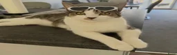 Mixed Breed cats for sale: Beautiful 1 year old female tabby in Bordon - Advert 12