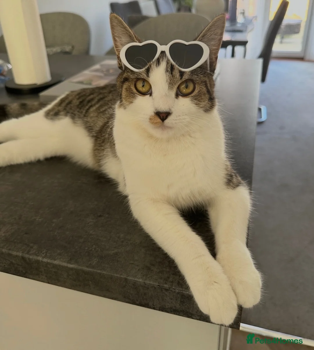 Mixed Breed cats for sale: Beautiful 1 year old female tabby in Bordon - Advert 12