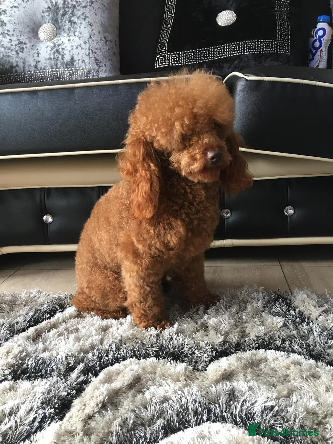 Maltipoo dogs for sale: Adorable Toy F1 DNA Tested Parents  - Advert 21