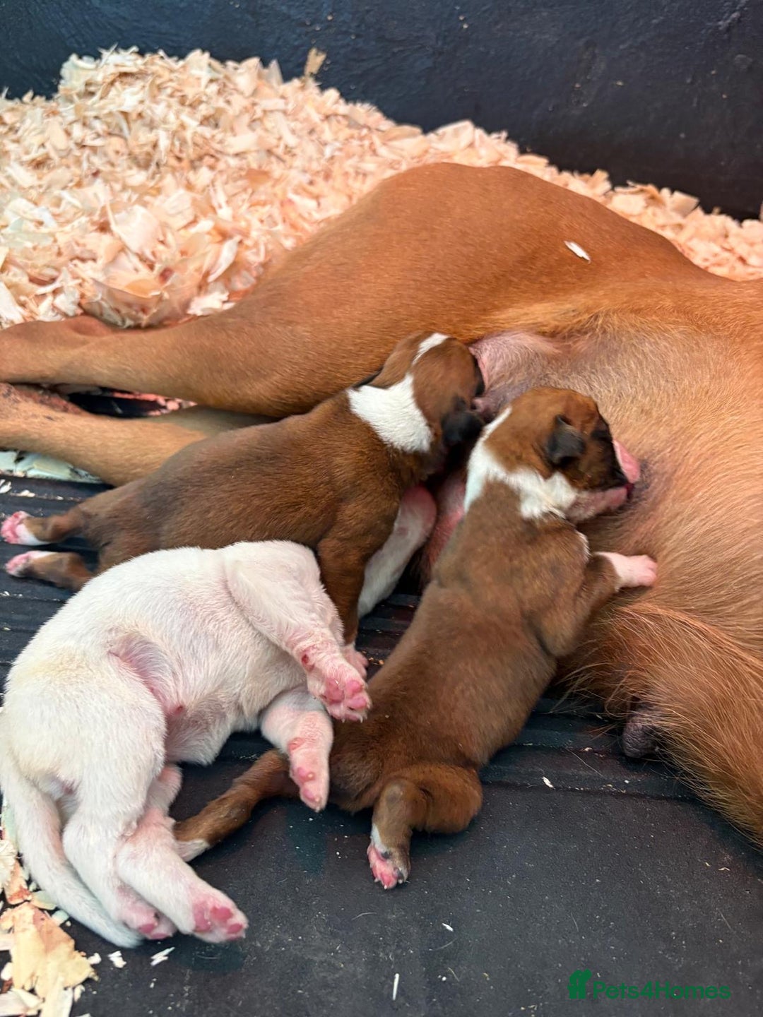 Boxer dogs for sale: READY TO GO Bobbed Tailed Boxers  - Advert 6