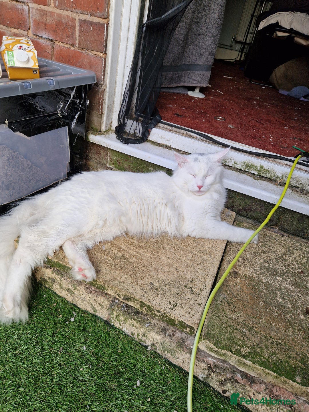 Maine Coon cats for sale: Maine coon x ragdoll male - Image 1