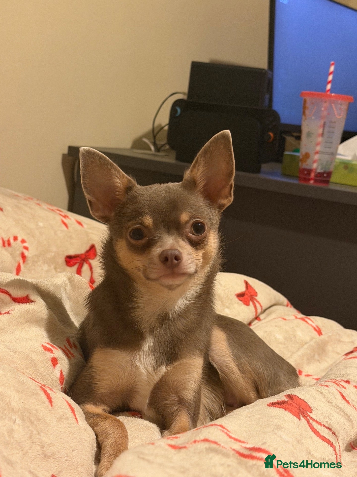 Chihuahua dogs Beautiful Chihuahua puppies!  - Advert 5