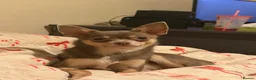 Chihuahua dogs for sale: Beautiful Chihuahua puppies!  in Worcester - Advert 1