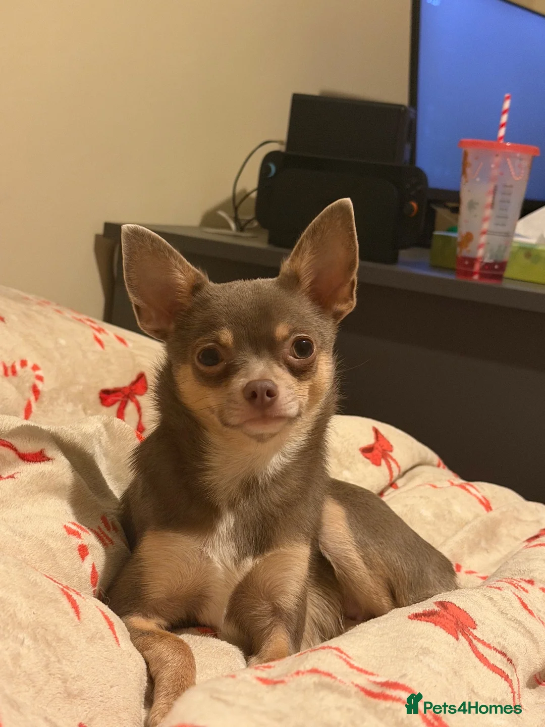 Chihuahua dogs for sale: Beautiful Chihuahua puppies!  in Worcester - Advert 1