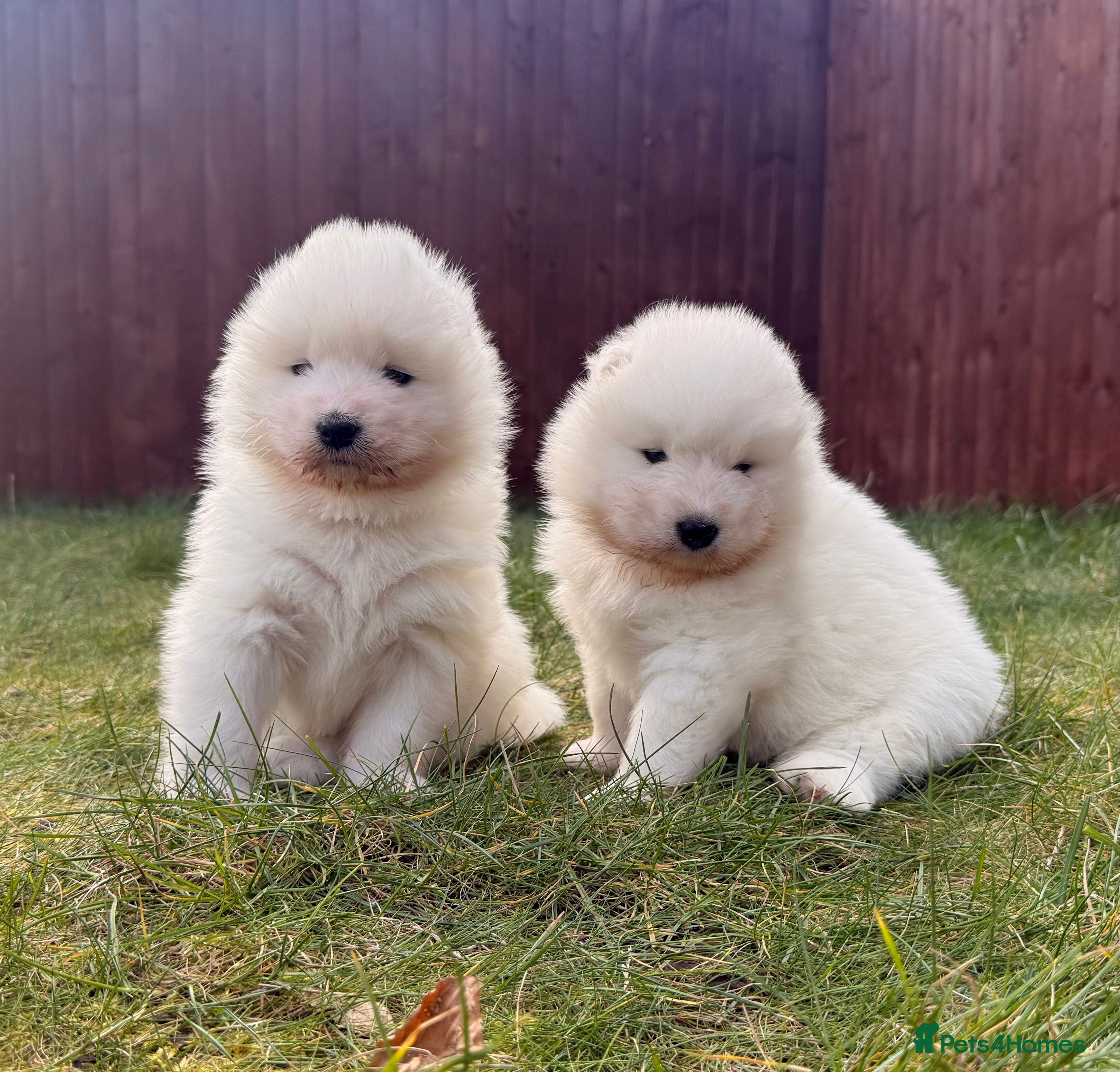 Samoyed dogs ⭐️Quality Samoyed Puppies⭐️ - Advert 3